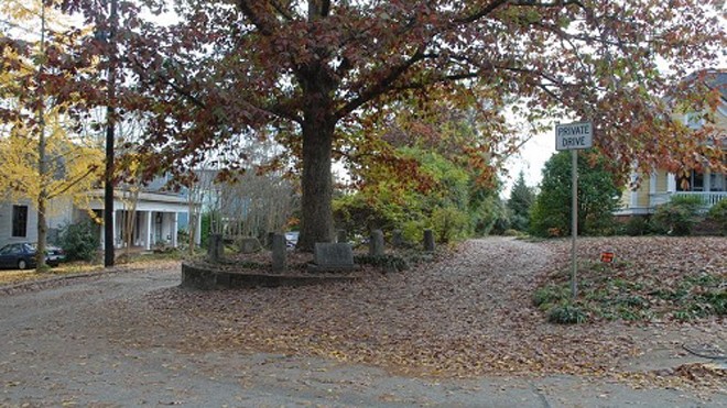 Cây sồi trắng nằm giữa hai con phố ở Athens, Georgia, Mỹ. Ảnh: Land Use Database.