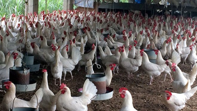 Khu vực đồi Mé, xã Thanh Vân đang được nhiều người ví là “thủ phủ nuôi gà đẻ trứng”, với số lượng từ vài nghìn đến vài chục ngàn con mỗi hộ.