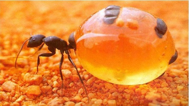 Kiến mật có chiếc bụng to bằng một quả nho. Ảnh: Strange Animals.