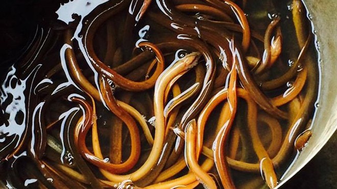 Khi sinh ra toàn bộ lươn là lươn cái, chúng sẽ tự chuyển thành lươn đực sau một lần sinh sản duy nhât (Ảnh minh họa)