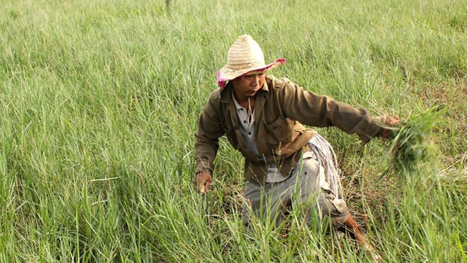 Nghề cắt cỏ mướn mang lại thu nhập cao hơn trồng lúa ở Củ Chi, TP HCM. Ảnh: Zen Nguyễn