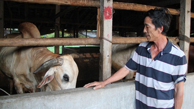 Ngoài nghề nấu rượu, nhiều hộ dân ở làng Cù Lâm có thêm thu nhập khá từ việc vỗ béo bò. Ảnh: Phương Thảo