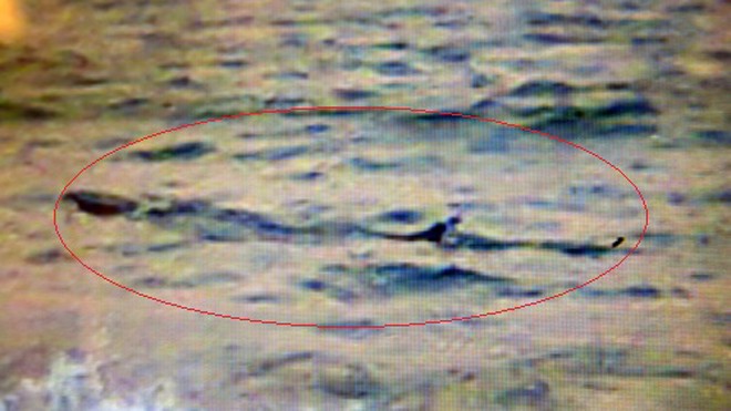 Ảnh cá lạ do nhân viên cứu hộ bờ biển Tuy Hòa chụp được sáng 17/11.