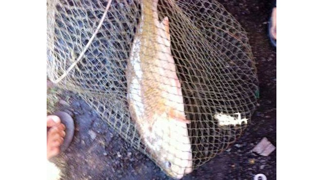 Con cá sủ vàng quý hiếm mà anh Nhật vừa câu được định giá ít nhất cũng vài trăm triệu đồng