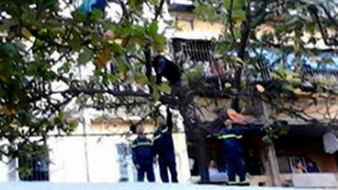 Người đàn ông trèo lên cây bàng liên tục gào thét và đòi tự tử, khiến cảnh sát phải huy động xe thang và đệm hơi để giải cứu. Ảnh: Long Nguyễn