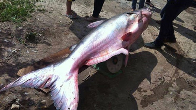 Ngư dân 'trúng số' bắt được cá tra khổng lồ gần 100 kg