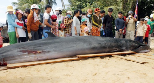 Cá voi dài chừng 6 m, nặng 2 tấn dạt vào bờ biển Phú Yên. Ảnh: N.X