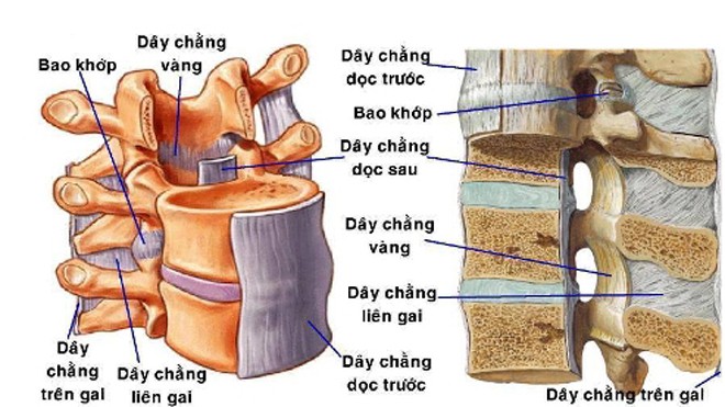 Vị trí dây chằng vàng trong ống sống. 