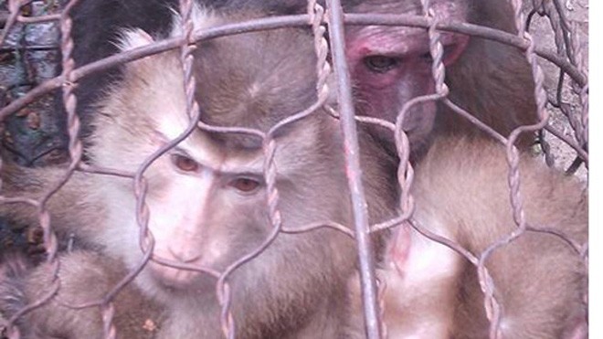 Những con khỉ bị nhốt được đăng tải trên Facebook.