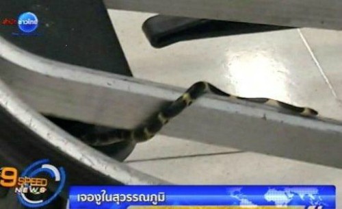 Con rắn đang trườn trên thanh xe đẩy ở sân bay. Ảnh: 9 Speed