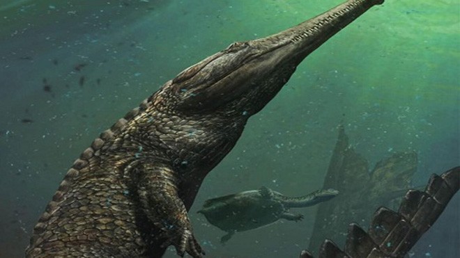 Machimosaurus rex là loài cá sấu sống dưới biển lớn nhất từ trước tới nay. Ảnh: Davide Bonadonna.