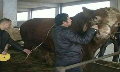 Con bò nặng gần hai tấn ở Tứ Xuyên, Trung Quốc. Ảnh: Sky News.