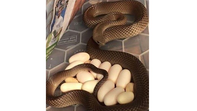 Con rắn dài khoảng 1,5m được phát hiện đang nằm ấp trứng. Ảnh: Snake Catchers Adelaide