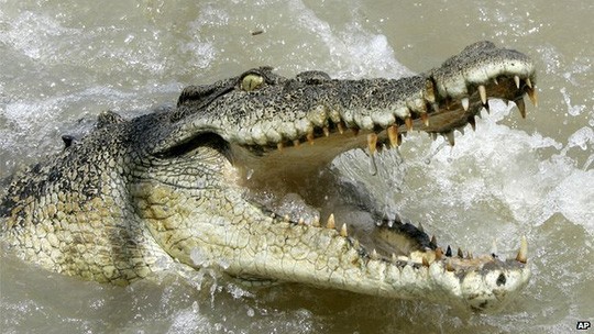 Cá sấu nước mặn - một trong những động vật chết chóc nhất ở Úc. Ảnh: AP
