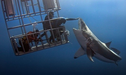 Thợ lặn mạo hiểm chạm vào mũi cá mập trắng khổng lồ tại đảo Guadalupe, Mexico. Ảnh: Dmitry Vasyanovich.