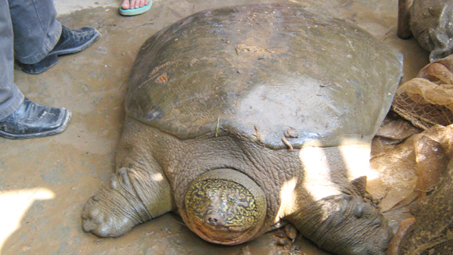 Rùa ở Đồng Mô cùng loài với Cụ Rùa (ảnh chụp năm 2008) ảnh: ATP