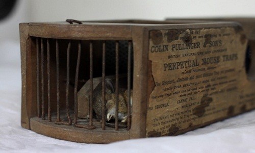 Chiếc bẫy 150 năm tuổi giết chết một con chuột. Ảnh: Bảo tàng Đời sống Đô thị ở Reading, Anh. 