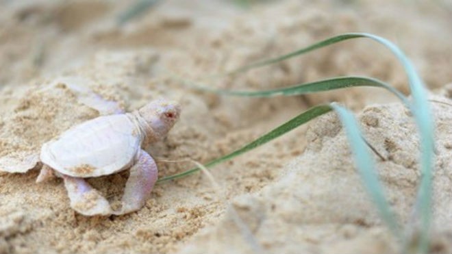 Chú rùa con bị bạch tạng được bắt gặp trên bãi biển