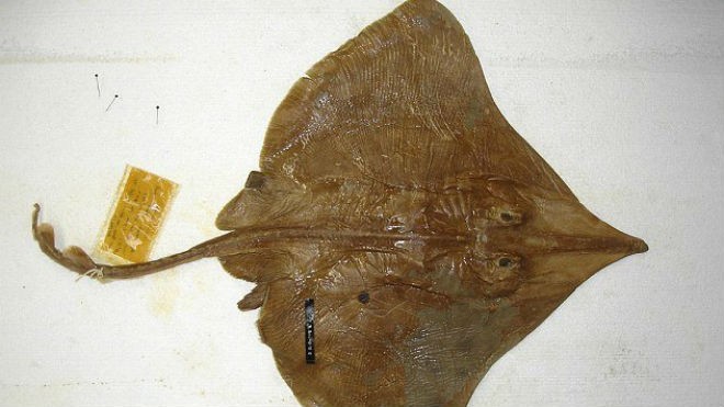 Loài cá đuối Dipturus innominatus.
