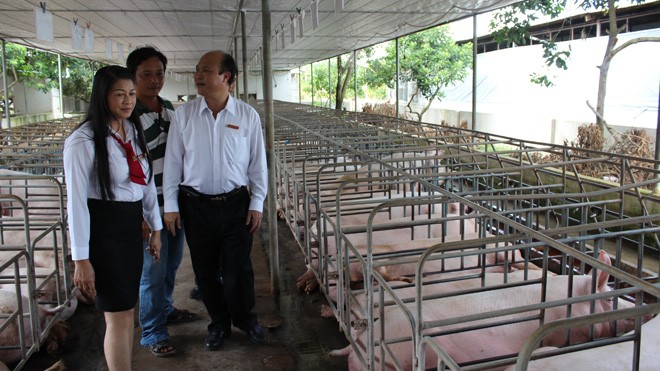 Một trang trại chăn nuôi heo phát triển tốt từ nguồn vốn vay của agribank Đồng Nai
