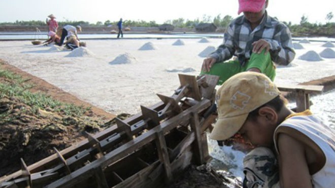 Diêm dân xã Thới Thuận (Bình Đại, Bến Tre) bắt đầu vào vụ thu hoạch muối