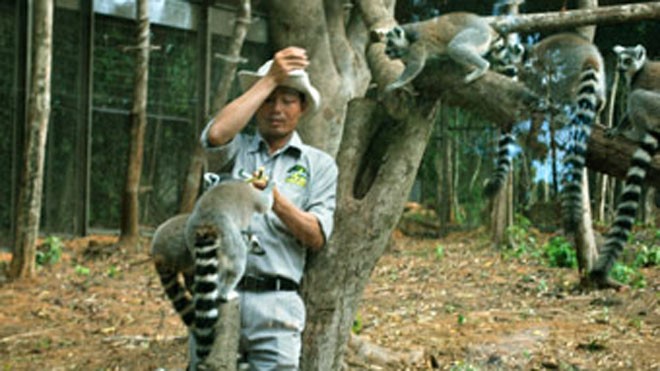  Vượn cáo đuôi khoang đang chơi với nhân viên Vinpearl Safari Phú Quốc. Ảnh: VÂN ĐÌNH