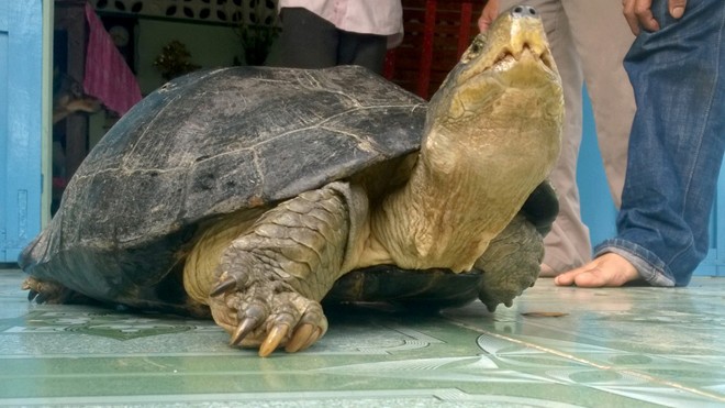 Cá thể rùa nặng 14kg mà người dân cho biết bắt được giữa đường.