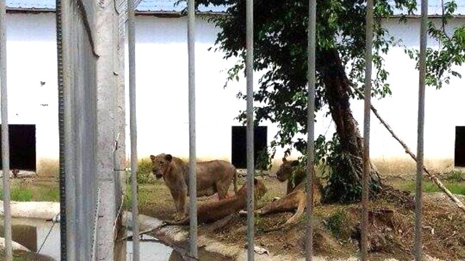 Sư tử được nuôi trong điều kiện không đảm bảo tại vườn thú Mỹ Quỳnh