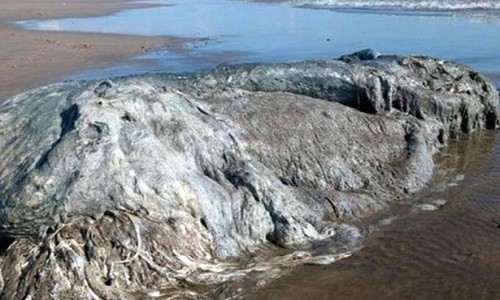 Xác sinh vật dạt vào bờ biển Bonfil phía tây nam Mexico. Ảnh: CEN.