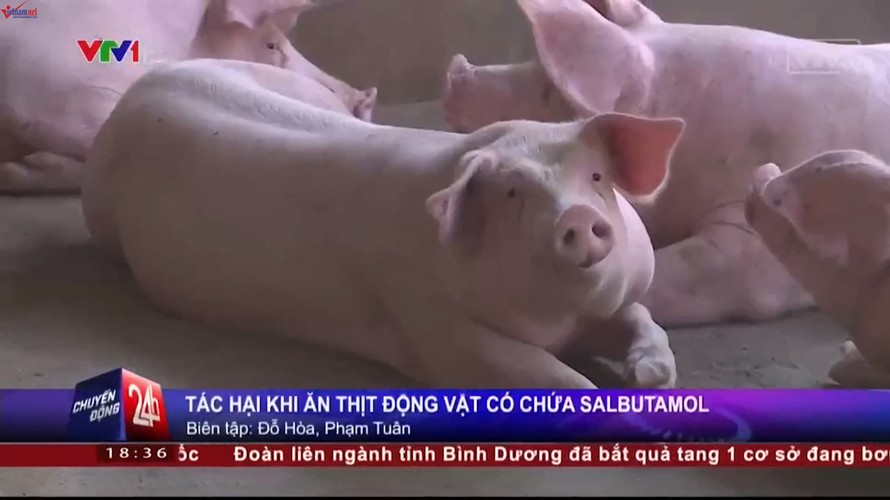 Hiểm họa ung thư do chất tạo nạc thịt lợn Salbutamol