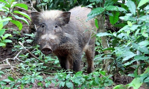 Lợn bướu Bawean được xem là loài lợn xấu nhất. Ảnh: BBC.