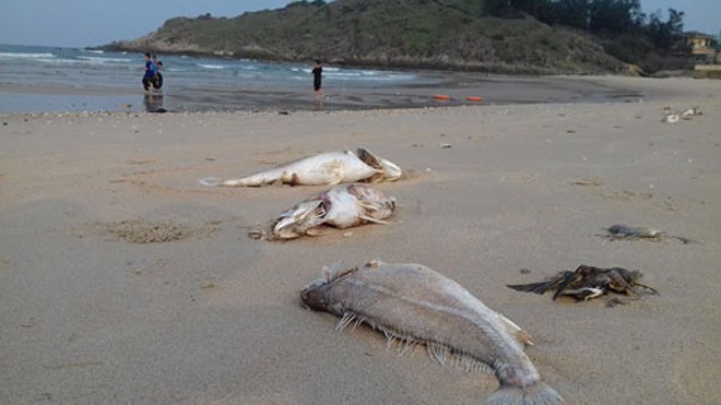 Cá chết hàng loạt trôi dạt vào bờ ở huyện Kỳ Anh (Hà Tĩnh).