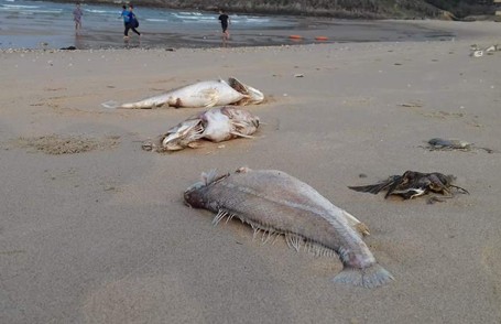 Cá chết la liệt trên bờ biển Vũng Áng khiến nhiều người dân hết sức hoang mang.