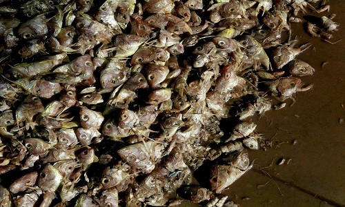 Cá chết hàng loạt ở Mumbai, Ấn Độ do ngạt khí. Ảnh: AP.