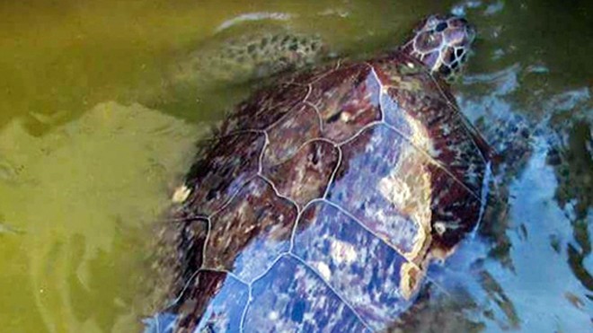 Con rùa biển nặng 40 kg được giải cứu. Ảnh: Phúc Hưng