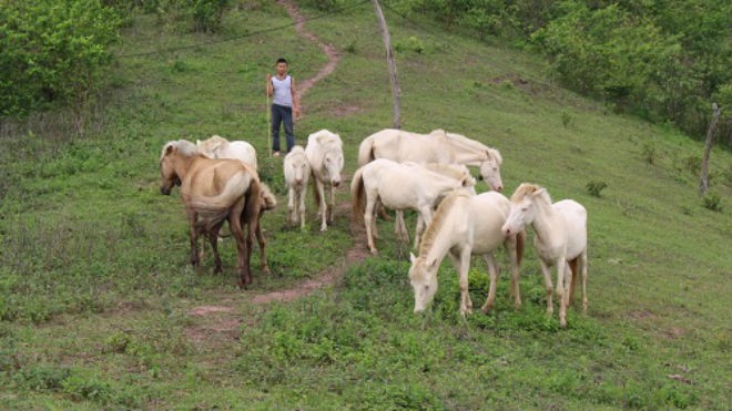 Ngựa bạch tại Hữu Kiên được chăn thả tự nhiên trên đồi cỏ. Ảnh: Hồng Vân