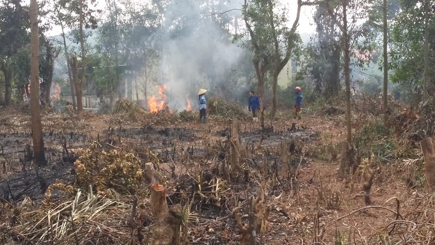 Khu vực rừng lim đặc dụng tại Rú Chùa (thuộc xóm 3, xã Lăng Thành, huyện Yên Thành, Nghệ An) bị chặt, phá xơ xác.
