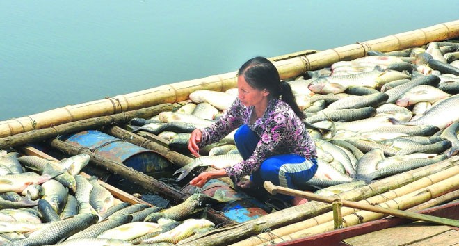'Thủ phạm' gây chết cá sông Bưởi bị phạt gần 4 tỷ đồng