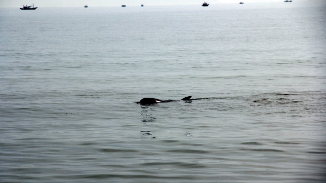Cá heo dài khoảng 1,5m, nặng chừng 150kg lượn lờ gần bãi biển Đà Nẵng rạng sáng 20/5.