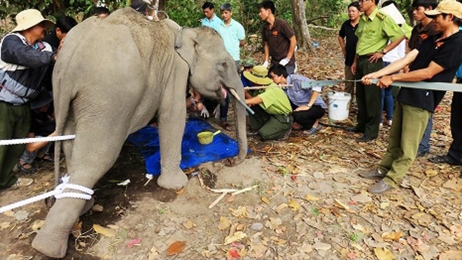 Các chuyên gia quốc tế chăm sóc voi ở Đắk Lắk