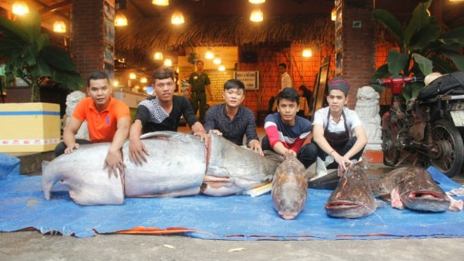 Bốn con cá khủng được 1 quán ăn ở Sài Gòn mua về để chế biến món ăn