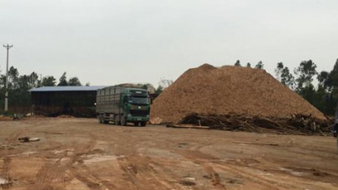 Xưởng gỗ dăm hoạt động trái pháp luật của Cty Minh Long (Tĩnh Gia, Thanh Hóa) vẫn ngang nhiên tồn tại không bị xử lý