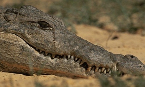 Cá sấu tiết nước mắt khi ăn con mồi. Ảnh: Corbis.