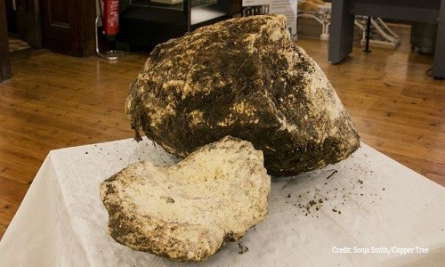Tảng bơ 2.000 năm tuổi tìm thấy dưới đầm lầy Ireland. Ảnh: Sonja Smith.