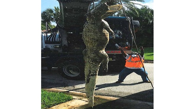 Xác con cá sấu dài 3,4 mét được đưa ra khỏi cống. Ảnh: Facebook.