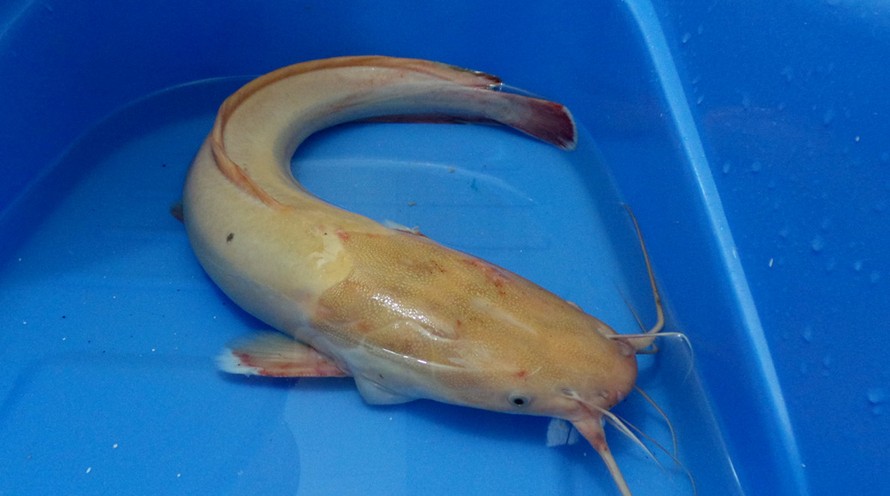 Con cá trê "bạch tạng" anh Lanh câu được có da màu trắng ngà, đầu các vây và đuôi màu trắng.