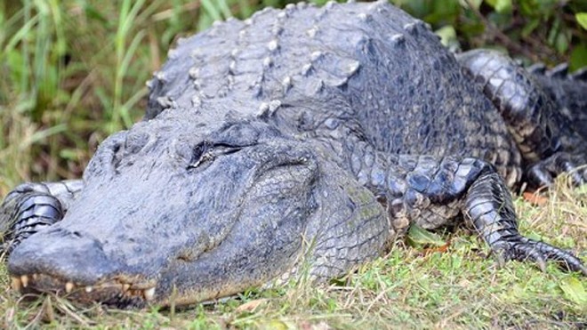 Giới chức Mỹ xác nhận đã đưa con cá sấu dìm chết bé Graves ra khỏi khu vực. Ảnh: Mirror