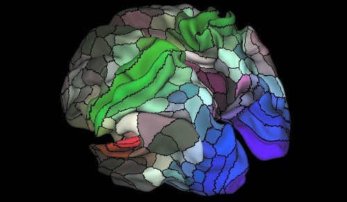 Bản đồ não mới cho thấy mỗi bán cầu có đến 180 vùng riêng biệt. Ảnh: Nature.
