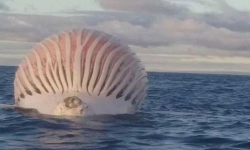 Vật thể hình cầu lênh đênh trên biển Australia là xác cá voi. Ảnh: Facebook.