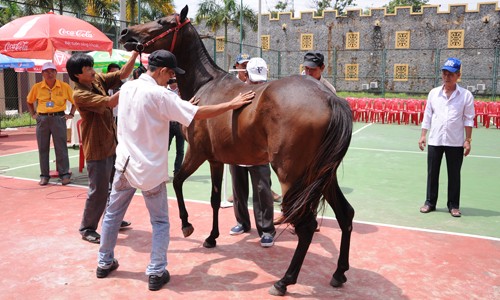 Hiện Đại Nam đã đưa về nhiều giống ngựa quý để dưỡng chuẩn bị phục vụ tại trường đua Đại Nam.